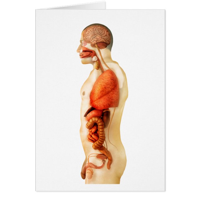 Anatomie Du Corps Humain Montrant Des Organes Enti (Devant)