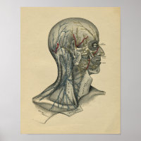 Anatomie du cou de la tête humaine 1902 Impression