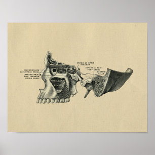 Anatomie du crâne humain 1902 Impression Vintage