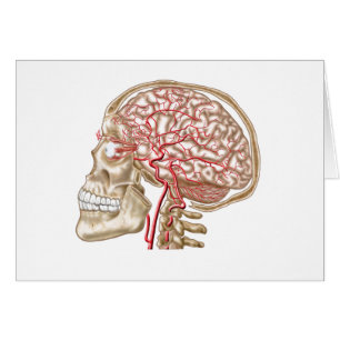 Anatomie Du Crâne Humain, De L'Eyeball Et Des Artè