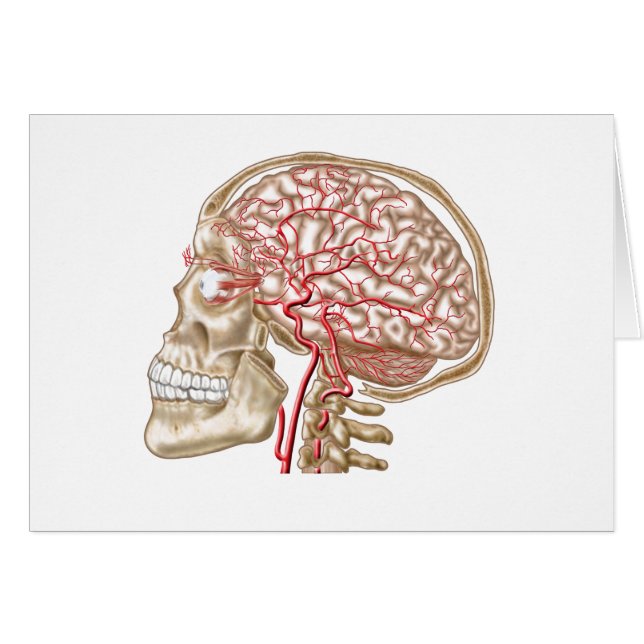 Anatomie Du Crâne Humain, De L'Eyeball Et Des Artè (Devant horizontal)