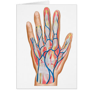 Anatomie Du Dos De La Main Humaine