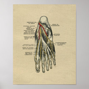 Anatomie du pied humain 1902 Impression Vintage