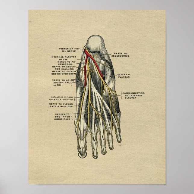 Anatomie du pied humain 1902 Impression Vintage (Devant)