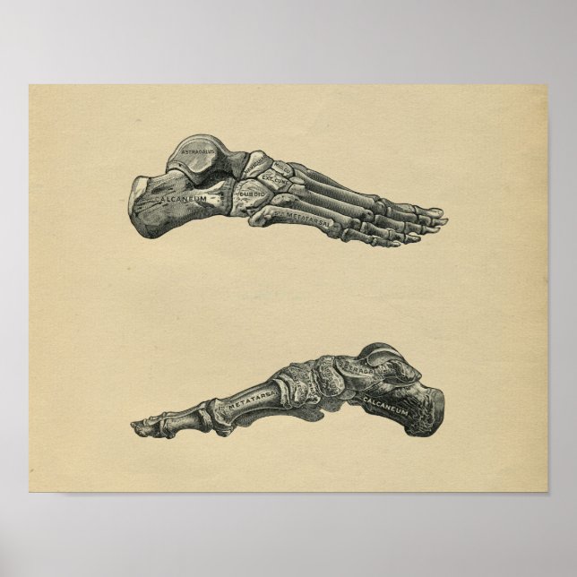 Anatomie du pied humain 1902 Impression Vintage (Devant)