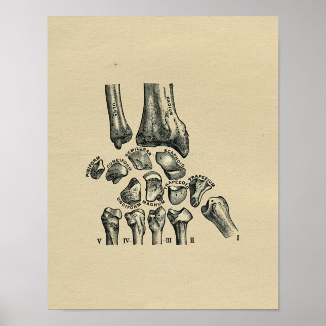 Anatomie du poignet humain 1902 Impression Vintage (Devant)