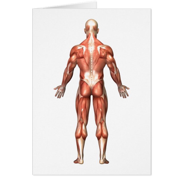 Anatomie Du Système Musculaire Masculin, Vue Arriè (Devant)