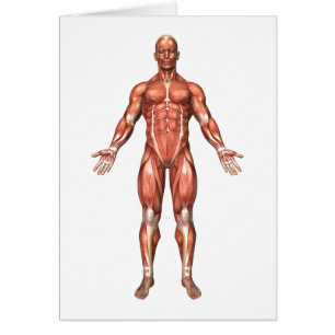 Anatomie Du Système Musculaire Masculin, Vue Avant