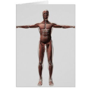 Anatomie Du Système Musculaire Masculin, Vue Avant