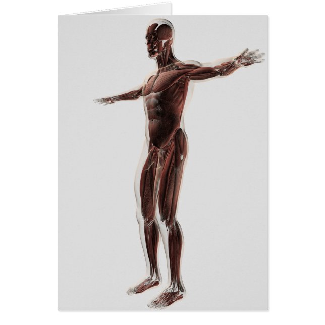 Anatomie Du Système Musculaire Masculin, Vue Côtiè (Devant)