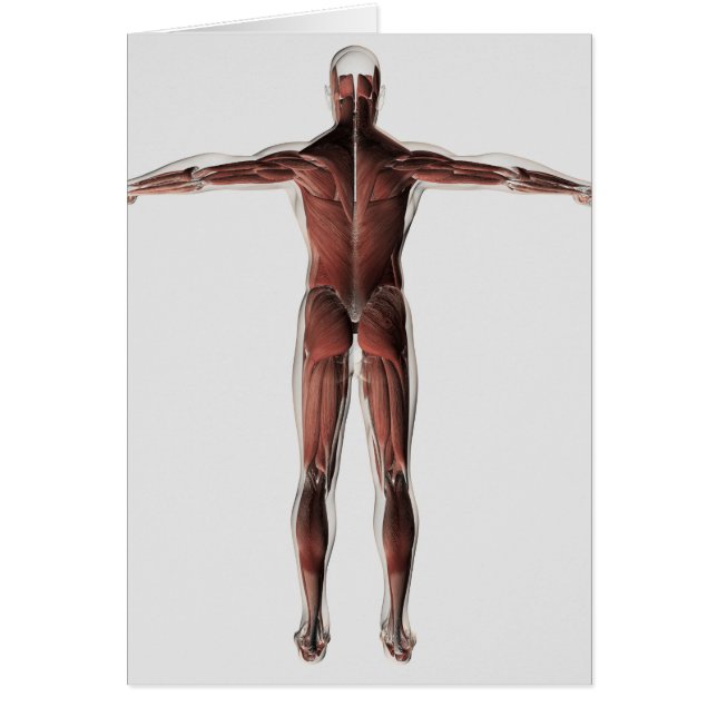 Anatomie Du Système Musculaire Masculin, Vue Posté (Devant)