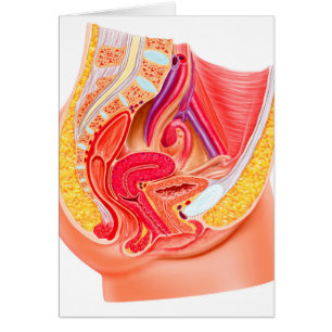 Anatomie Du Système Reproductif Féminin 1