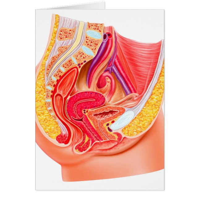 Anatomie Du Système Reproductif Féminin 1 (Devant)