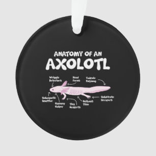 anatomie d'un axolotl axolotls science de la biolo