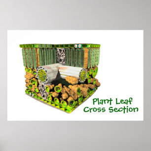 Anatomie d'une affiche feuille Plante