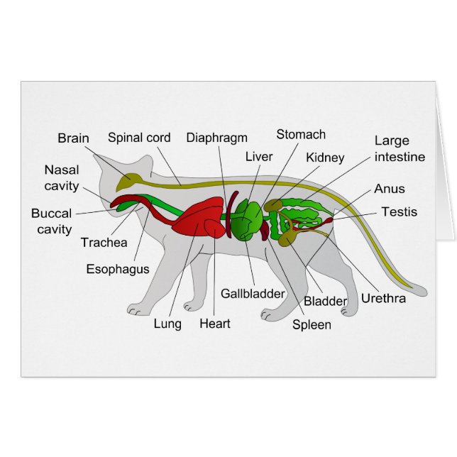Anatomie générale d'un Felis Silvestris Catus de (Devant horizontal)