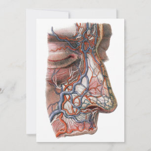 Anatomie humaine de la science vintage, visage ave