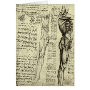 Anatomie humaine Muscles masculins par Leonardo da