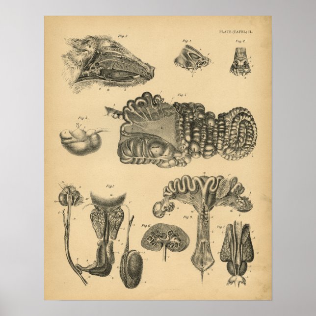 Anatomie interne de porc 1908 Impression Vintage (Devant)