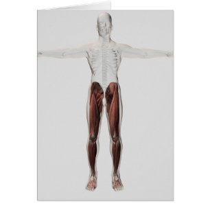 Anatomie masculine de muscle des jambes humaines,