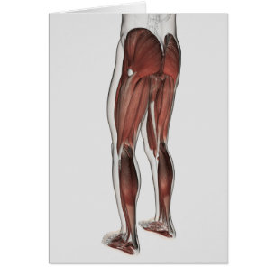 Anatomie masculine de muscle des jambes humaines 1