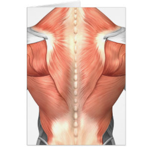 Anatomie masculine de muscle du dos 1 d'humain