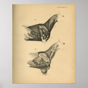 Anatomie musculaire du cheval 1908 Impression Vint