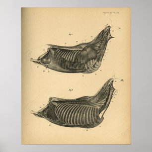 Anatomie musculaire du cheval 1908 Impression Vint