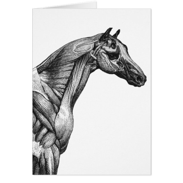 Anatomie musculaire du cheval rétro (Devant)