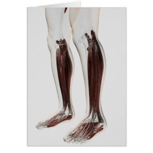 Anatomie Musculaire Masculine Des Jambes Humaines,