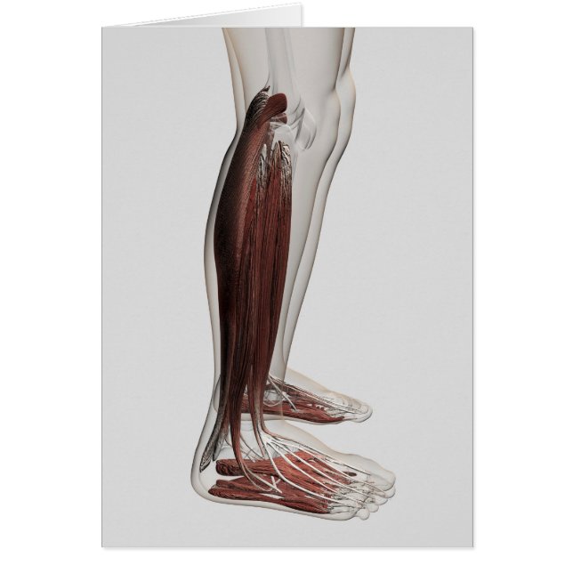 Anatomie Musculaire Masculine Des Jambes Humaines, (Devant)