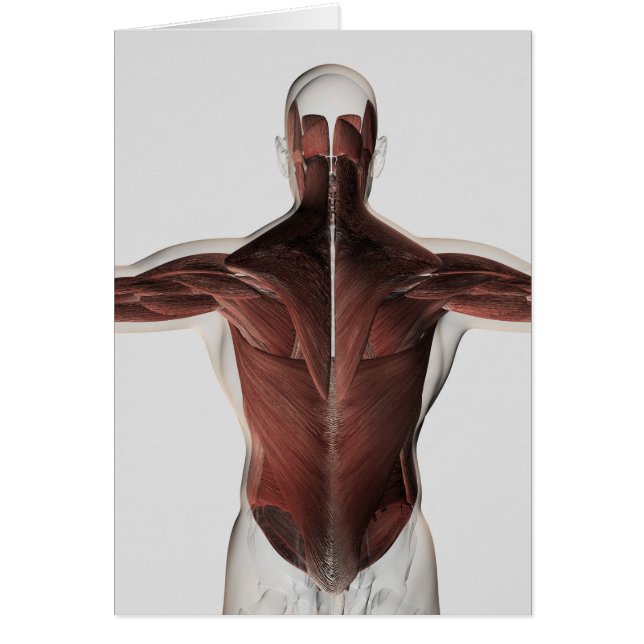 Anatomie Musculaire Masculine Du Dos Humain 2 (Devant)