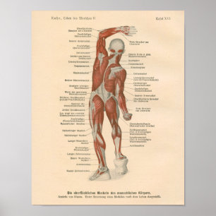 Anatomie musculaire Vintage Impression en allemand