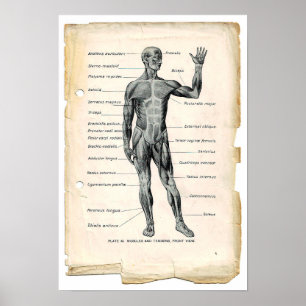 Anatomie Poster antérieur