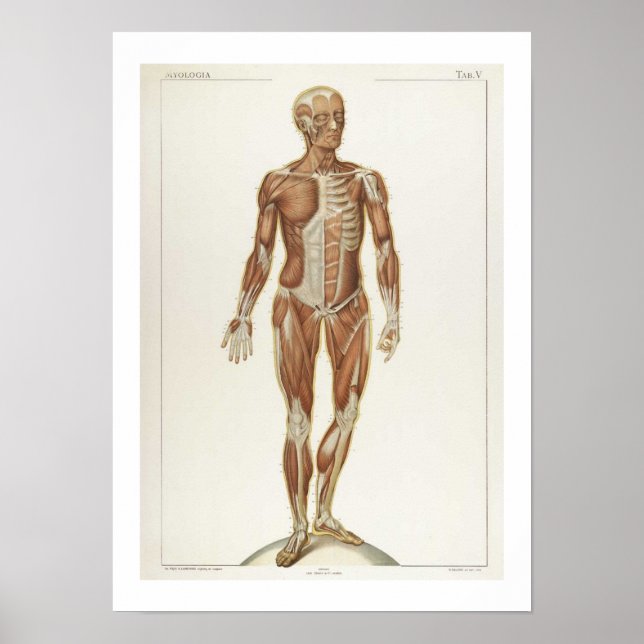 Anatomie Poster antérieur (Devant)