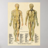 Anatomie Poster Artères Veines Nerves Lymphe Vinta