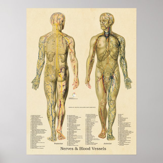Anatomie Poster Artères Veines Nerves Lymphe Vinta (Devant)