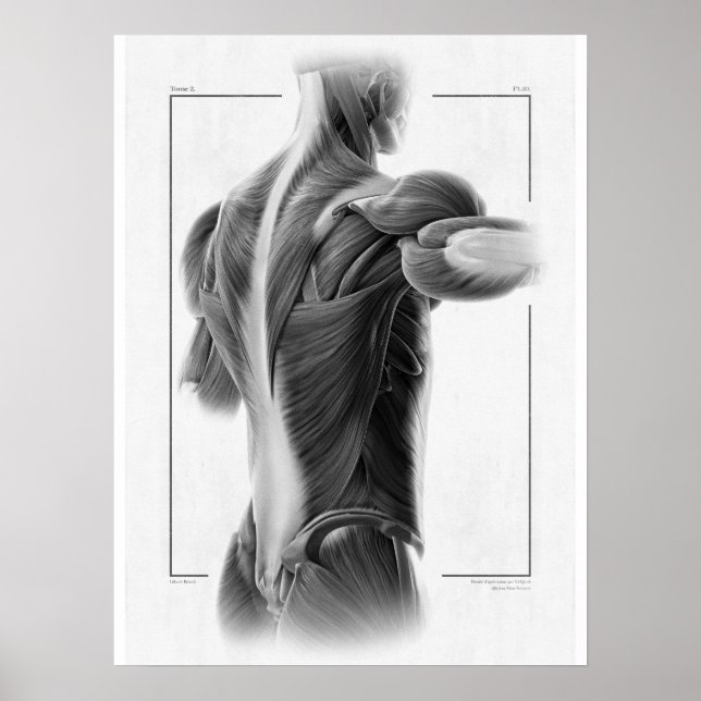Anatomy In Motion Body Poster - 18 x 24 (Devant)