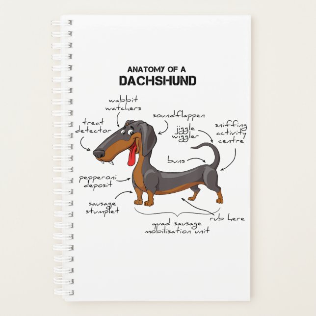 Anatomy Of A Dachshund (Devant)