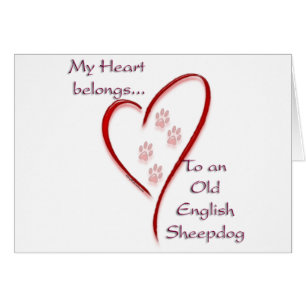 Ancien berger anglais Coeur Appartient