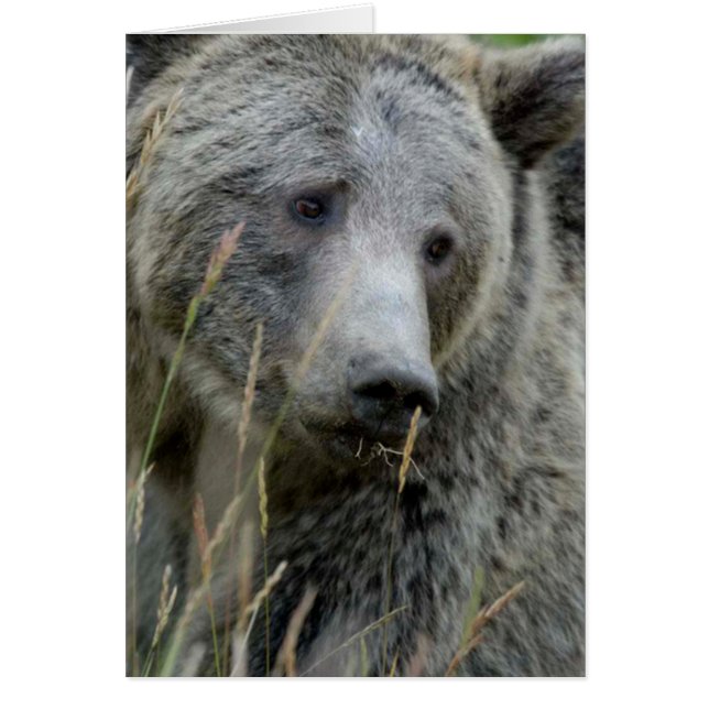 Ancien ours grizzli (Devant)