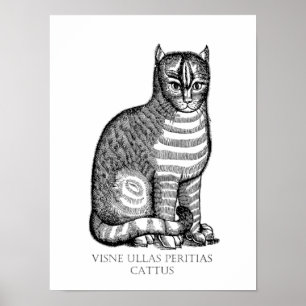 Ancienne affiche de chat flou