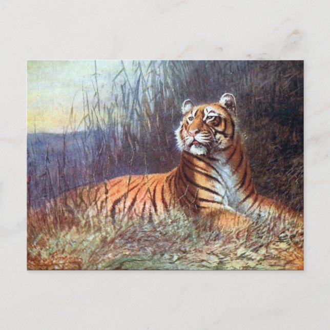 Ancienne carte postale - Bengale Tiger (Devant)