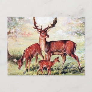Ancienne carte postale - Cerf en jachère