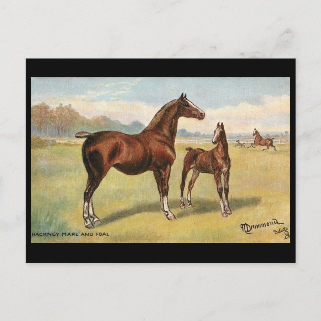 Ancienne carte postale - Chevaux (Devant)