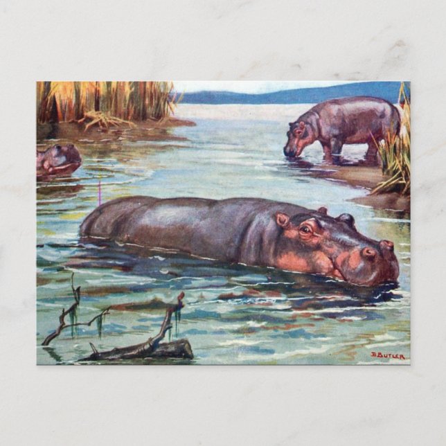 Ancienne carte postale - Hippopotamus (Devant)