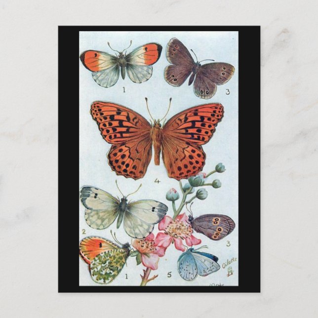 Ancienne carte postale - Papillons (Devant)