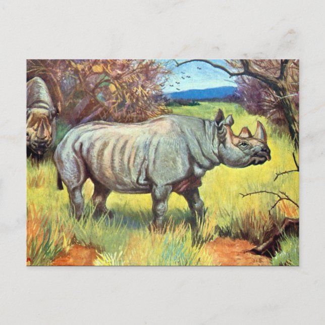 Ancienne carte postale - Rhinoceros (Devant)