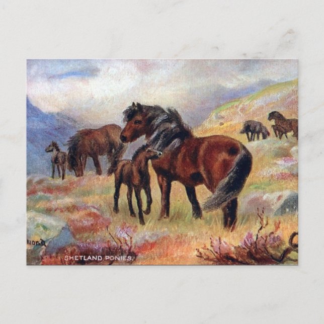 Ancienne carte postale - Shetland Ponies (Devant)