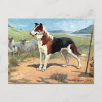 Ancienne carte postale - Smooth Haired Collie